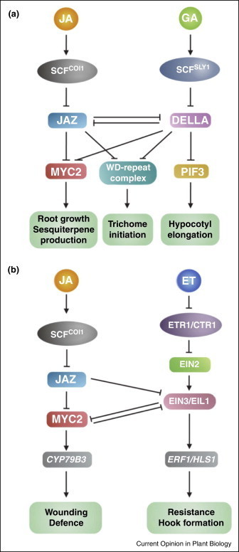 Jasmonate Signaling And Crosstalk With Gibberel...