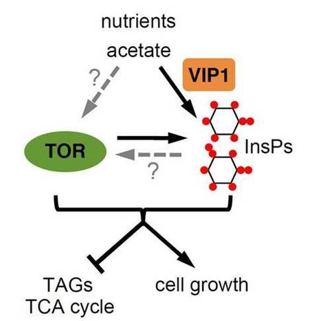 In Brief: Carbon metabolism in Chlamydomonas: inositol polyphosphates and TOR signaling take center stage | The Plant Cell | Scoop.it