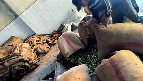 Report Exposes Extortion and Violence in SYRIA’s Olive Heartland | CIHEAM Press Review | Scoop.it