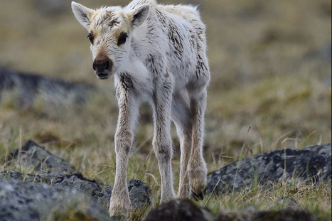 Faune, parcs et esp&egrave;ces en p&eacute;ril devront c&eacute;der la place aux &laquo;projets prioritaires&raquo; de la CAQ | Ils parlent de nous ! | Scoop.it