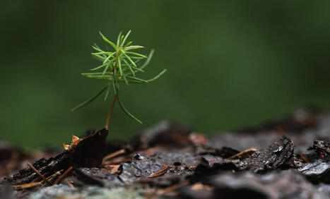 Luonto hoitaa terveytt&auml; &ndash; 5 faktaa luon&shy;to&shy;ter&shy;vey&shy;des&shy;t&auml; | 1Uutiset - Lukemisen t&auml;hden | Scoop.it