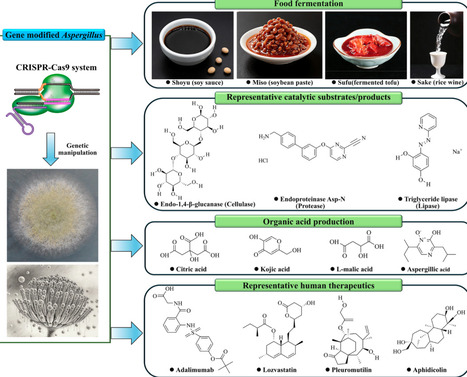 CRISPR-Cas9 Gene Editing in Aspergillus: From Pathogenesis to Metabolic Engineering | mdpi | RMH | Scoop.it