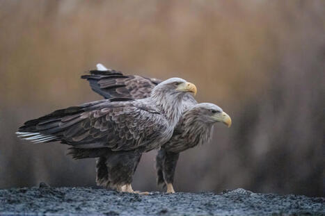 Plan national d&rsquo;actions aigles&nbsp;p&ecirc;cheurs | Biodiversit&eacute; | Scoop.it
