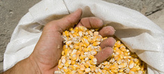 OGM : le gouvernement maintient son opposition malgré le vote des sénateurs | Paysage - Agriculture | Scoop.it