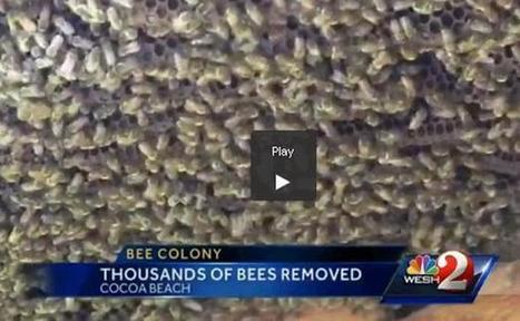 Floride : Une femme de 98 ans cohabitait avec 20.000 abeilles | Variétés entomologiques | Scoop.it