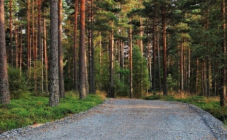 Could a Mature Timberland Asset Class Spur Conservation? | Timberland Investment | Scoop.it