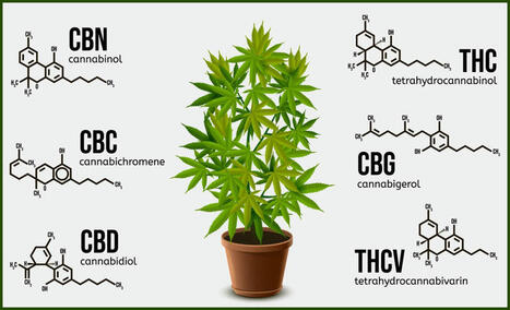 CBG for Cancer and Pain? This Cannabinoid Might Just Be the Next Big Thing in Cannabis | Cannabis.Net | Scoop.it