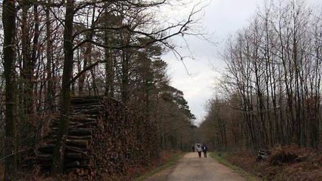 Le temple d'une biodiversit&eacute; prot&eacute;g&eacute;e : la for&ecirc;t de Mervent (Vend&eacute;e) | Vari&eacute;t&eacute;s entomologiques | Scoop.it