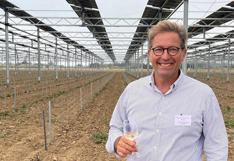 Pr&egrave;s de Perpignan, il fait pousser sa vigne&hellip; &agrave; l'ombre des panneaux solaires - Actu Perpignan | Pour innover en agriculture | Scoop.it