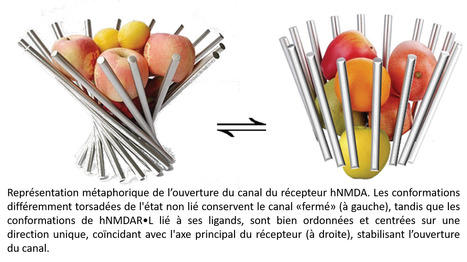 Les trois familles de récepteurs canaux classés en fonction de leurs