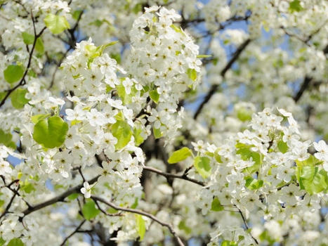 PA Announces Ban On Bradford Pear Trees - An Invasive, Destructive Species | Newtown News of Interest | Scoop.it