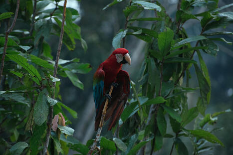 How AI helps gather remote biodiversity data: Interview with Microsoft&rsquo;s Juan Lavista Ferres | RAINFOREST EXPLORER | Scoop.it