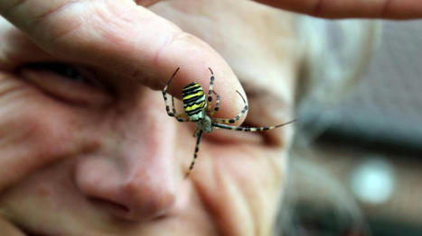 Wandignies-Hamage : ces petites bêtes mal-aimées, et pourtant si indispensables... | Variétés entomologiques | Scoop.it