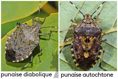 Invasion de punaises asiatiques : elles débarquent et ce n’est qu’un début | EntomoNews | Scoop.it