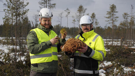 130 hehtaarin alue hakataan nopeasti kymmenen hengen voimin &ndash; tavoitteena on luonnontilainen Isosuo - Mets&auml; | 1Uutiset - Lukemisen t&auml;hden | Scoop.it