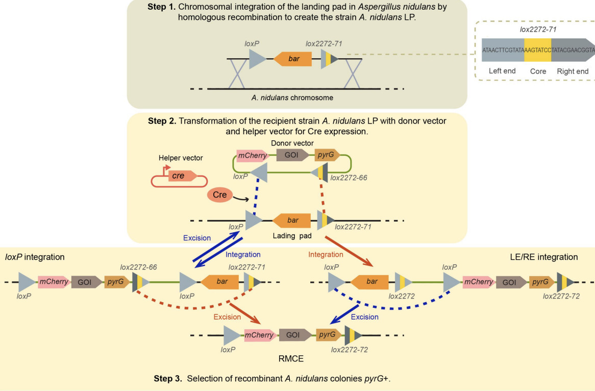 Cre/lox-mediated chromosomal integration of bio...