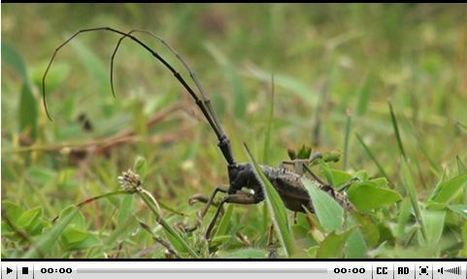 Hubert le Coléoptère, ou la biodiversité en mouvement : Vidéo en ligne - Canal IRD | Variétés entomologiques | Scoop.it