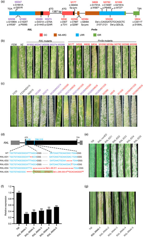 Plant Biotechnol J: The wheat NLR pair RXL/Pm5e confers resistance to powdery mildew (2025) | Publications from The Sainsbury Laboratory | Scoop.it