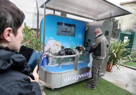 [12/02] Dogwash: pour un toutou tout propre | Puget sur Argens | Scoop.it