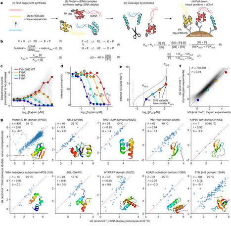 Mega-scale experimental analysis of protein folding stability in biology and design | SynBioFromLeukipposInstitute | Scoop.it