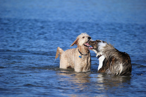 Study: Dogs can feel empathy, regulate stress similar to humans | Empathy and Animals | Scoop.it