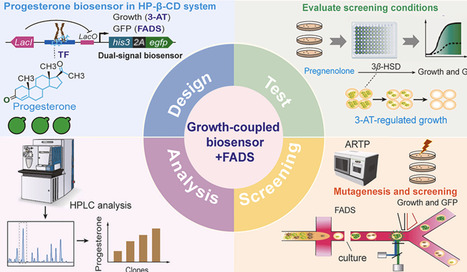 A growth-coupled progesterone-responsive biosensor for high-throughput microfluidic screening in Saccharomyces cerevisiae | RMH | Scoop.it