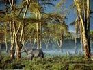 National Geographic: Woodlands | Geography classroom | Scoop.it