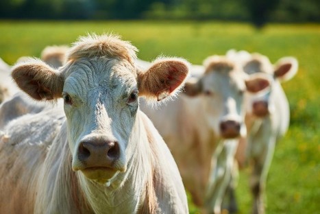 Bovins maigres – Les niveaux de prix sont très élevés dans les femelles | Actualité Bétail | Scoop.it