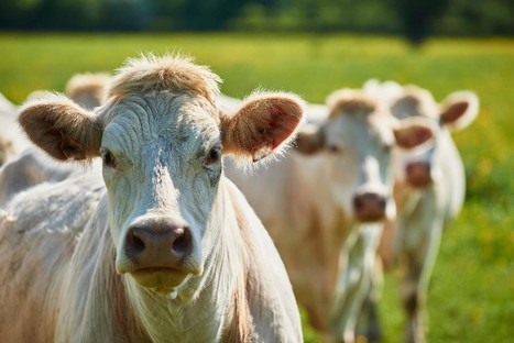 Bovins maigres – Bonne activité et cours fermes | Actualité Bétail | Scoop.it