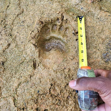 Texas Parks and Wildlife confirms black bear sightings in East Texas | Industry 411 - Waste Management | Scoop.it