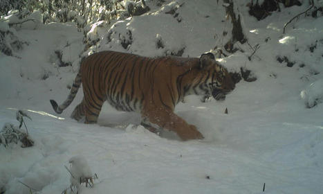 Bhutan’s wild tiger population increases 27% from first systematic survey in 2015 | Press Releases | WWF | World Science Environment Nature News | Scoop.it