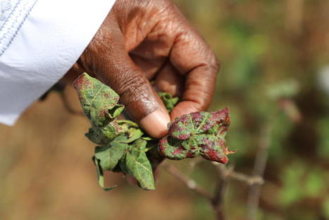 Côte d'Ivoire : des insectes ravageurs font lourdement chuter la production de coton | SCIENCES DU VEGETAL | Scoop.it