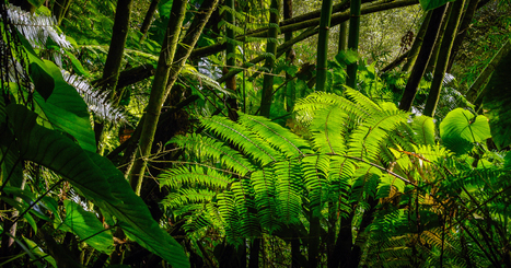 Guadeloupe : 15% de la flore indigène est menacée de disparition | Biodiversité | Scoop.it