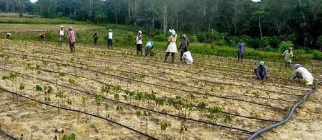 Afrique : agroalimentaire, la grande bataille de demain | Questions de développement ... | Scoop.it