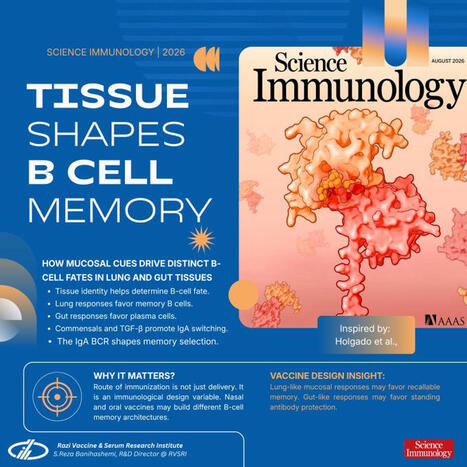 #mucosalvaccines #bcellmemory #vaccinology #immunology #vaccineresearch | Seyed Reza Banihashemi | Immunology | Scoop.it