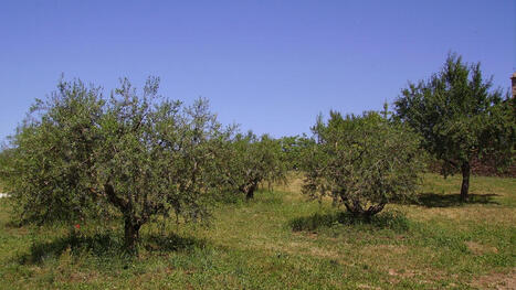 El COI abordar&aacute; las claves de expansi&oacute;n del oleoturismo en un webinar&nbsp; | OLIVE NEWS | Scoop.it