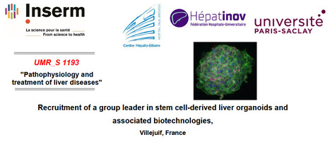 Recruitment of a group leader in stem cell-derived liver organoids and associated biotechnologies, Villejuif, France | Life Sciences Université Paris-Saclay | Scoop.it