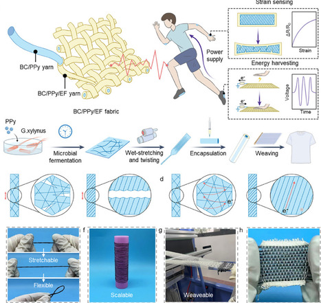 Highly Aligned Bacteria Cellulose Yarn Aggregation for Energy Generation and Strain Sensing | advS | RMH | Scoop.it