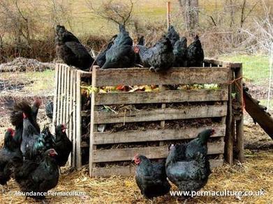 Stacking Functions: The chicken compost run | Think Like a Permaculturist | Scoop.it