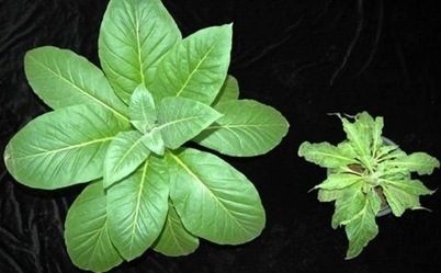 Mol Plant Pathol: Constraints on evolution of virus avirulence factors predict the durability of corresponding plant resistances | Plants and Microbes | Scoop.it