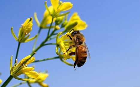 Protection des abeilles : vers l’interdiction de deux nouveaux "néonicotinoïdes" - Sud Ouest.fr | Biodiversité | Scoop.it