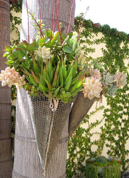 Hang a succulent garden | Gardening Life | Sco...