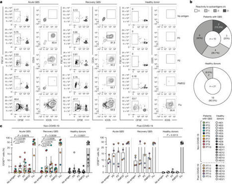 Autoreactive T cells target peripheral nerves in Guillain&ndash;Barr&eacute; syndrome | NeuroImmunology | Scoop.it