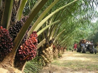 Ferrero releases Palm Oil Progress Report, looks to make all its supply chains 100% RSPO certified | Responsible Sourcing | Scoop.it