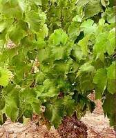 Una investigación consigue producir los vinos de mazuelo y graciano con más resveratrol del mundo | Plant Gene Seeker -PGS | Scoop.it