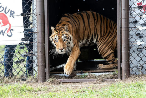 Wildlife Sanctuaries Welcome Lions, Tigers Rescued From Circuses - EcoWatch.com | Agents of Behemoth | Scoop.it
