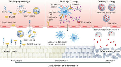 Design of therapeutic biomaterials to control inflammation | Tailored Expertise Sourcing & Market Intelligence in Global Consulting | Scoop.it