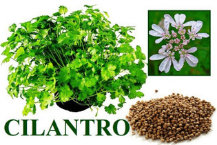 CILANTRO / CORIANDRO Y SUS BENEFICIOS | PIENSA en VERDE | Scoop.it