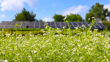 Et si les parcs solaires devenaient des refuges pour la biodiversit&eacute; ? | ECOLOGIE - ENVIRONNEMENT | Scoop.it