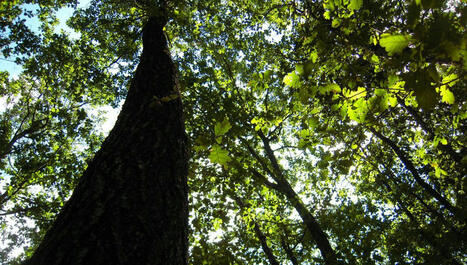Près de Nancy, les scientifiques de l'INRAE étudient les menaces qui pèsent sur la forêt | Biodiversité - @ZEHUB on Twitter | Scoop.it